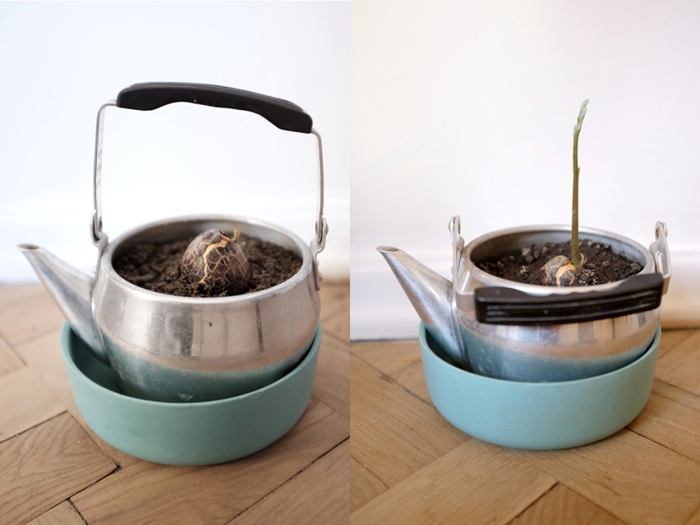 Grow and Avocado Seed Gift