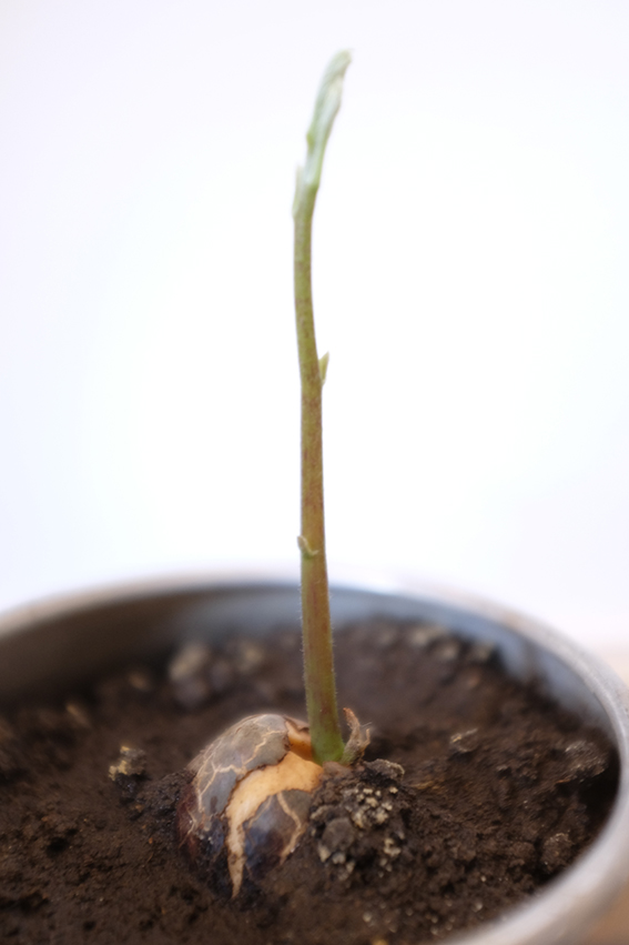 Avocado Seed Stem Growing in Earth