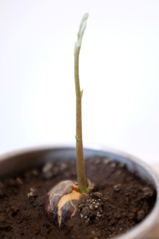 Avocado Seed Stem Growing in Earth
