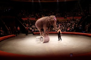 Tbilisi Circus Elephant