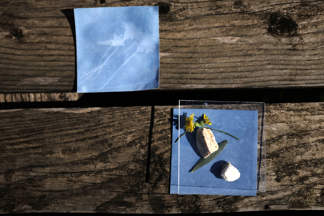 Sun Prints Sun Art Sunprint Kit Plants Rocks Flower