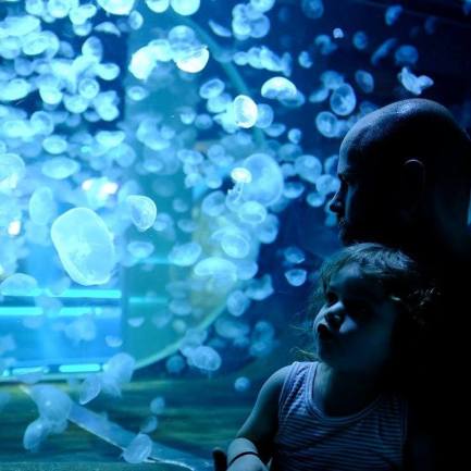 Jellyfish Aquarium Montepellier Mindfulness