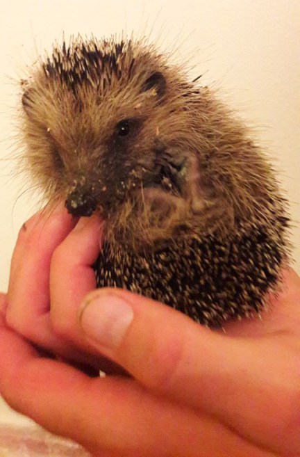 19105596_10155403912139282_2972492329434921278_n