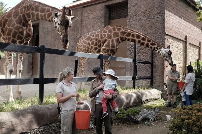Giraffe feeding at the Adelaide Zoo, South Australia