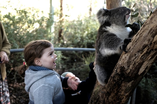 child Watching a Koala eat eucalyptus leaves at the Cleland Wildlife Park in South Australia surprised