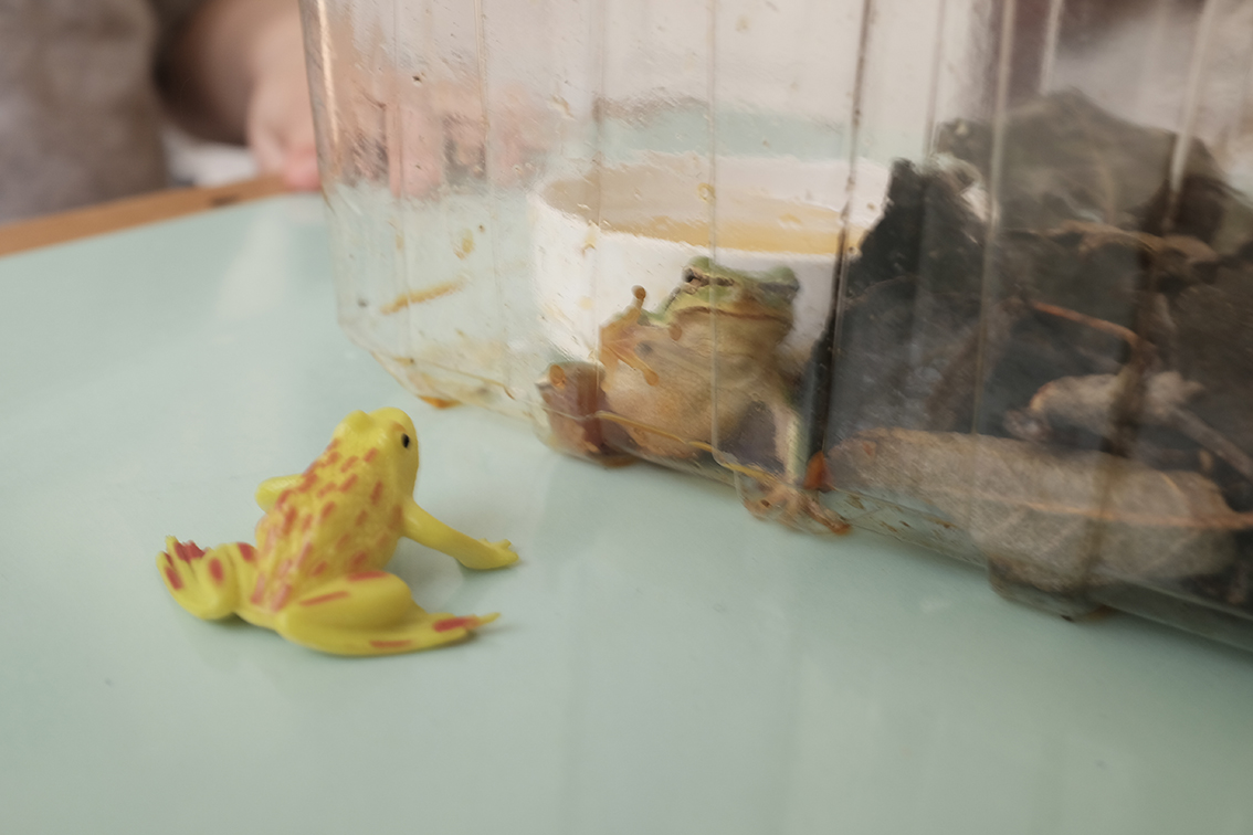 rescued frog looking at toy frog