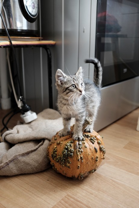 Rescued kitten on pumpkin