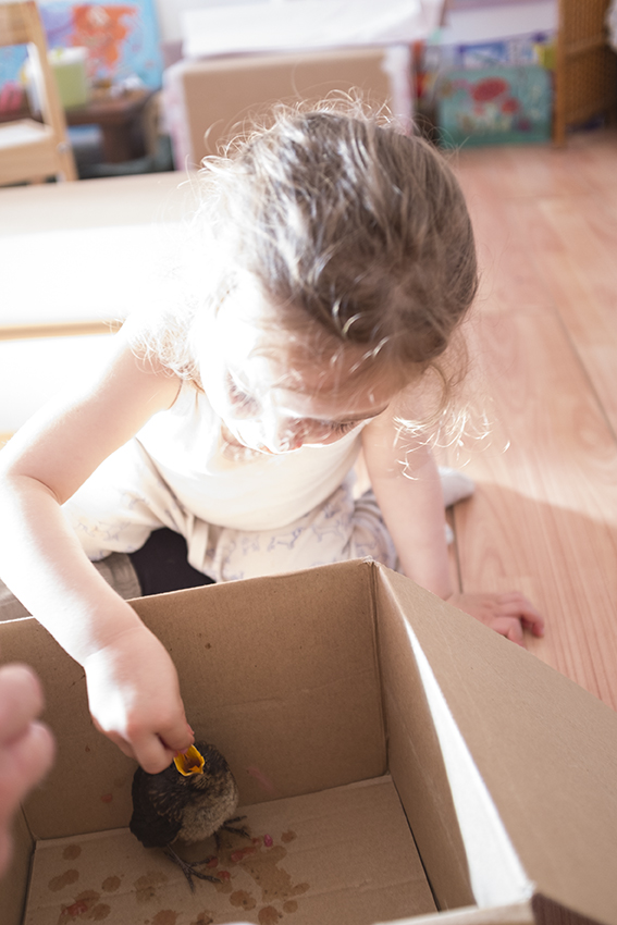 Feeding blackbird ground meet