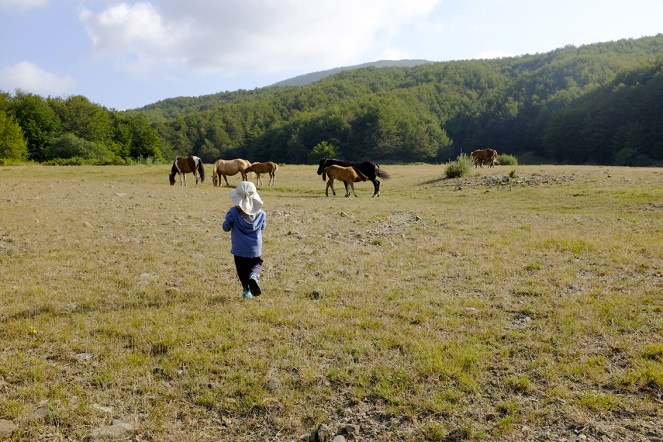 Watching a wild horse nursing a foal!