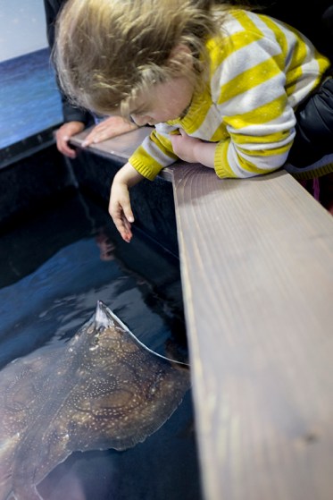 Touching Sting Rays at the Aquarium in Montpellier, France