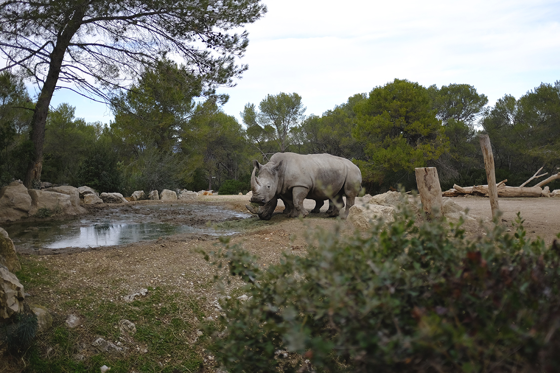 rhinoceros Montpellier Zoo