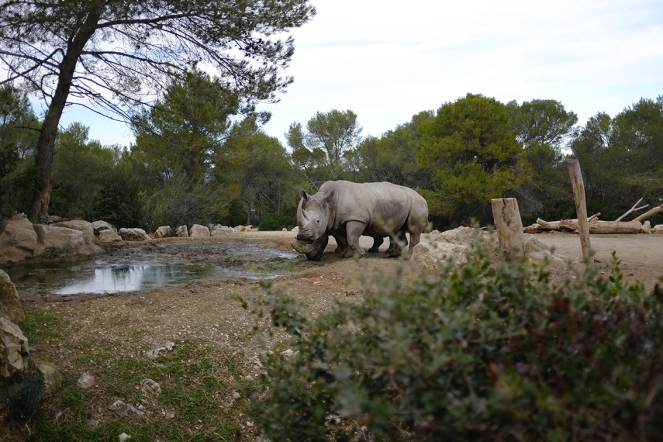 rhinoceros Montpellier Zoo