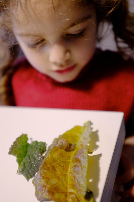 Found a snail on our kale