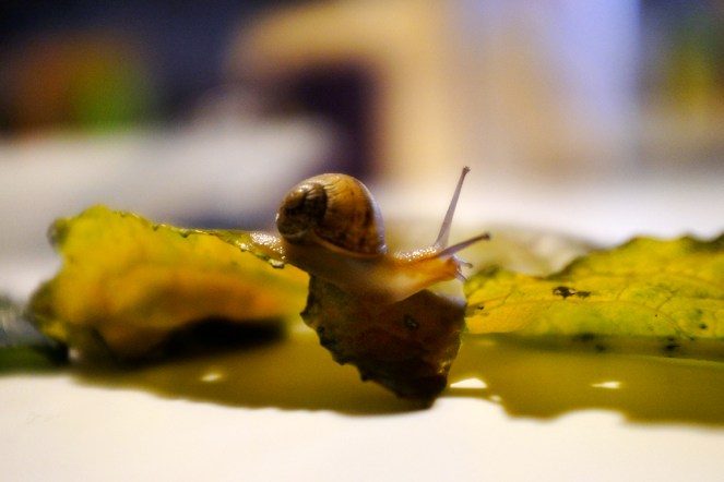 Snail on kale
