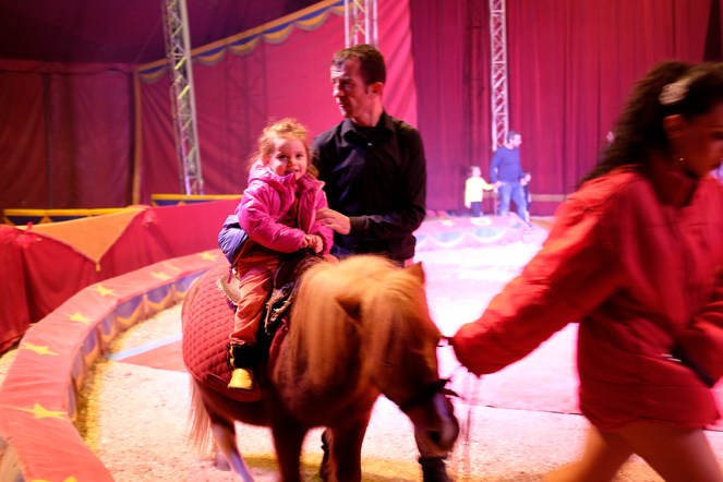 Oscarofrei circus poney